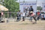 فستیوال کشوری شوی سوارکاری در مرند برگزار شد
